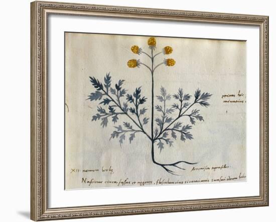 Cod. CCXXXVII Artemisia, Medicinal Plant from a 'Herbarium Apuleii Platonicii'-Italian-Framed Giclee Print