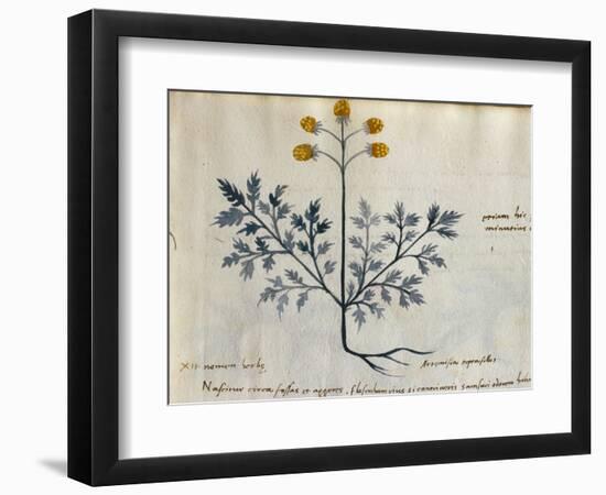 Cod. CCXXXVII Artemisia, Medicinal Plant from a 'Herbarium Apuleii Platonicii'-Italian-Framed Premium Giclee Print