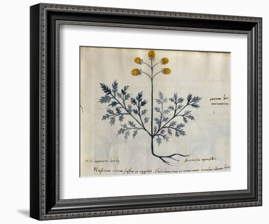 Cod. CCXXXVII Artemisia, Medicinal Plant from a 'Herbarium Apuleii Platonicii'-Italian-Framed Premium Giclee Print