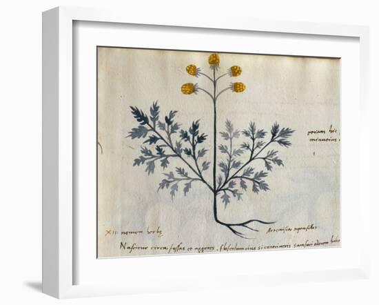 Cod. CCXXXVII Artemisia, Medicinal Plant from a 'Herbarium Apuleii Platonicii'-Italian-Framed Giclee Print