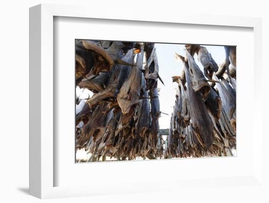 Cod Fish Drying, Hamnoy, Lofoten Islands, Arctic, Norway, Scandinavia-Sergio Pitamitz-Framed Photographic Print