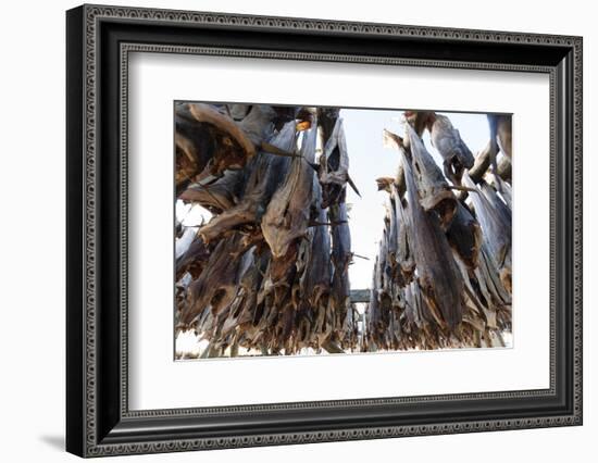 Cod Fish Drying, Hamnoy, Lofoten Islands, Arctic, Norway, Scandinavia-Sergio Pitamitz-Framed Photographic Print