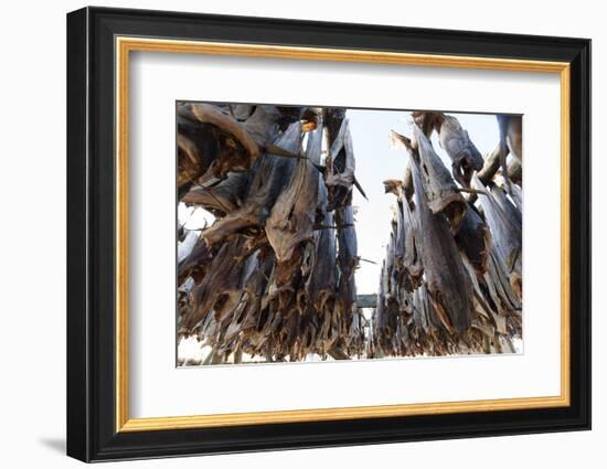 Cod Fish Drying, Hamnoy, Lofoten Islands, Arctic, Norway, Scandinavia-Sergio Pitamitz-Framed Photographic Print