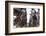 Cod Fish Drying, Hamnoy, Lofoten Islands, Arctic, Norway, Scandinavia-Sergio Pitamitz-Framed Photographic Print