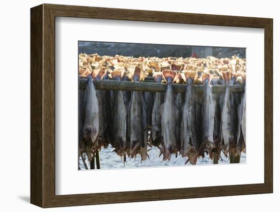 Cod Fish Drying, Hamnoy, Lofoten Islands, Arctic, Norway, Scandinavia-Sergio Pitamitz-Framed Photographic Print