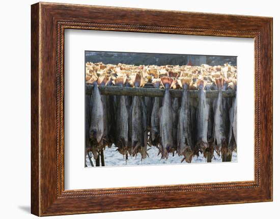 Cod Fish Drying, Hamnoy, Lofoten Islands, Arctic, Norway, Scandinavia-Sergio Pitamitz-Framed Photographic Print