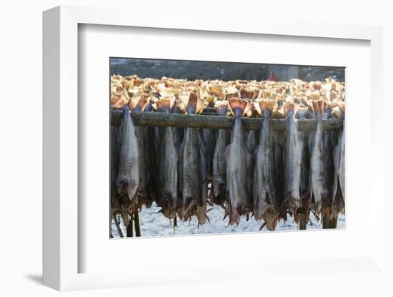 Cod Fish Drying, Hamnoy, Lofoten Islands, Arctic, Norway, Scandinavia-Sergio Pitamitz-Framed Photographic Print