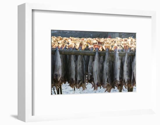 Cod Fish Drying, Hamnoy, Lofoten Islands, Arctic, Norway, Scandinavia-Sergio Pitamitz-Framed Photographic Print