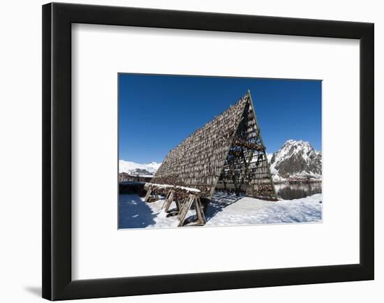 Cod Fish Drying, Svolvaer, Lofoten Islands, Nordland, Arctic, Norway, Scandinavia-Sergio Pitamitz-Framed Photographic Print