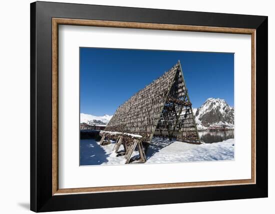 Cod Fish Drying, Svolvaer, Lofoten Islands, Nordland, Arctic, Norway, Scandinavia-Sergio Pitamitz-Framed Photographic Print