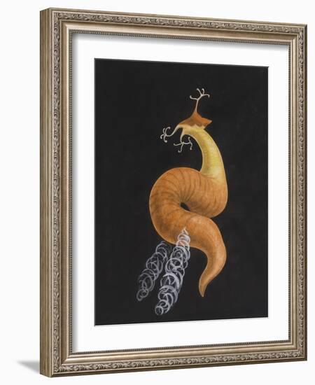 Cod Worm-Philip Henry Gosse-Framed Giclee Print