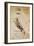 Codex on the Flight of Birds-Leonardo da Vinci-Framed Giclee Print