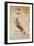 Codex on the Flight of Birds-Leonardo da Vinci-Framed Giclee Print