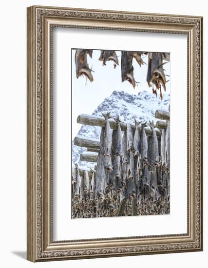 Codfish Exposed to Dry to the Cool Air and Sun in the Lofoten Islands, Arctic, Norway-Roberto Moiola-Framed Photographic Print