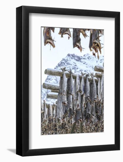 Codfish Exposed to Dry to the Cool Air and Sun in the Lofoten Islands, Arctic, Norway-Roberto Moiola-Framed Photographic Print