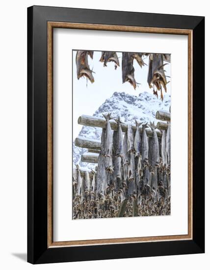 Codfish Exposed to Dry to the Cool Air and Sun in the Lofoten Islands, Arctic, Norway-Roberto Moiola-Framed Photographic Print