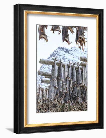 Codfish Exposed to Dry to the Cool Air and Sun in the Lofoten Islands, Arctic, Norway-Roberto Moiola-Framed Photographic Print