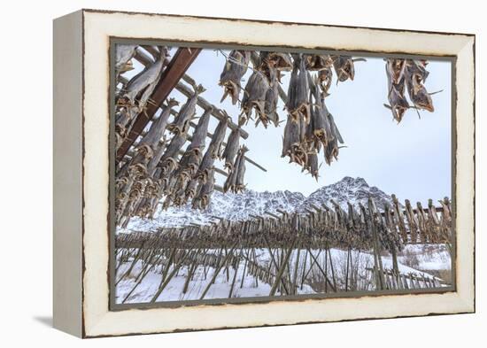 Codfish, the Main Product of the Lofoten Islands Exposed to Dry to the Sun and Air, Hamnoy-Roberto Moiola-Framed Premier Image Canvas