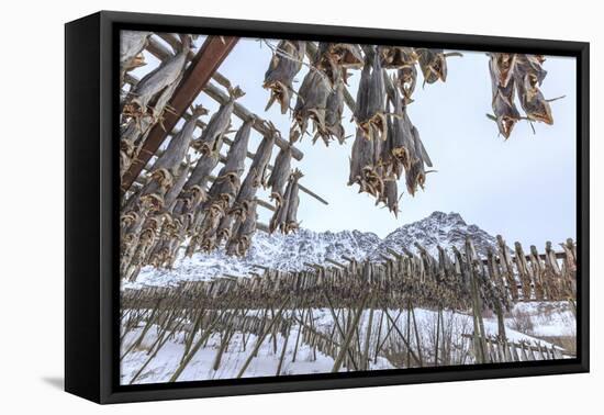 Codfish, the Main Product of the Lofoten Islands Exposed to Dry to the Sun and Air, Hamnoy-Roberto Moiola-Framed Premier Image Canvas