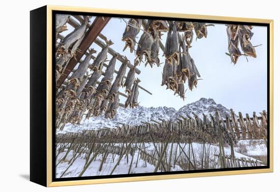 Codfish, the Main Product of the Lofoten Islands Exposed to Dry to the Sun and Air, Hamnoy-Roberto Moiola-Framed Premier Image Canvas