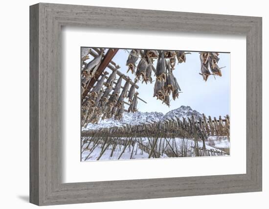 Codfish, the Main Product of the Lofoten Islands Exposed to Dry to the Sun and Air, Hamnoy-Roberto Moiola-Framed Photographic Print