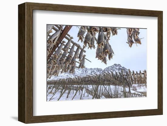 Codfish, the Main Product of the Lofoten Islands Exposed to Dry to the Sun and Air, Hamnoy-Roberto Moiola-Framed Photographic Print