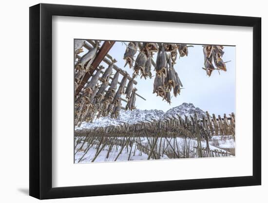 Codfish, the Main Product of the Lofoten Islands Exposed to Dry to the Sun and Air, Hamnoy-Roberto Moiola-Framed Photographic Print