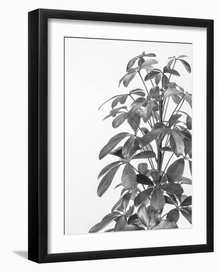 Codiaeum Noir-Assaf Frank-Framed Giclee Print