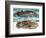 Coelacanth and its Fossil-English School-Framed Giclee Print