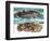 Coelacanth and its Fossil-English School-Framed Giclee Print