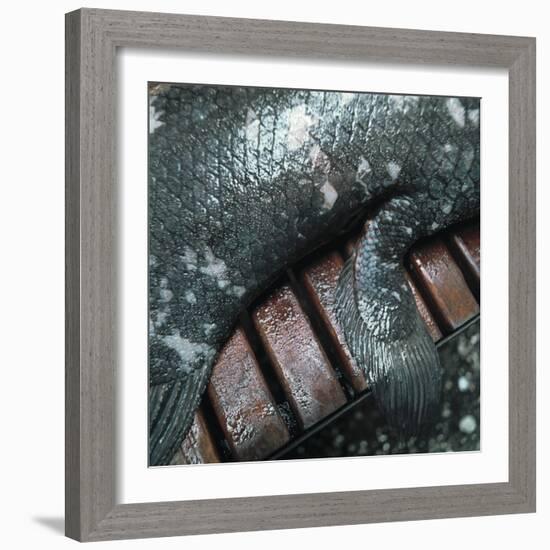 Coelacanth Fish Fin-Peter Scoones-Framed Premium Photographic Print