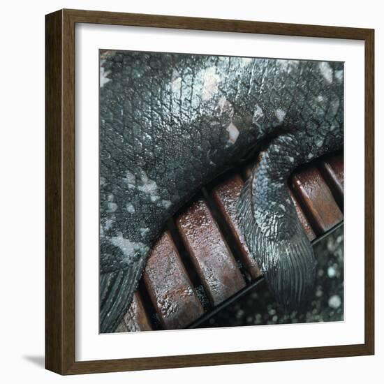 Coelacanth Fish Fin-Peter Scoones-Framed Premium Photographic Print