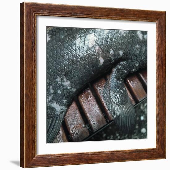 Coelacanth Fish Fin-Peter Scoones-Framed Premium Photographic Print