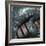 Coelacanth Fish Fin-Peter Scoones-Framed Premium Photographic Print