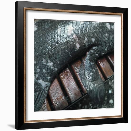 Coelacanth Fish Fin-Peter Scoones-Framed Premium Photographic Print