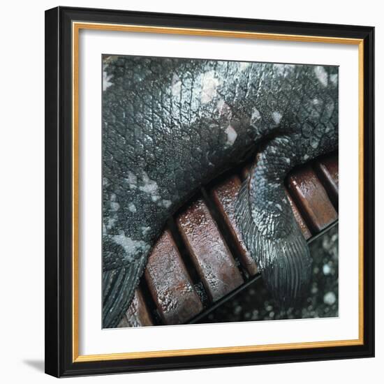 Coelacanth Fish Fin-Peter Scoones-Framed Premium Photographic Print