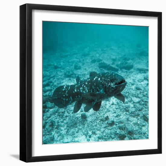 Coelacanth Fish-Peter Scoones-Framed Premium Photographic Print