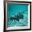 Coelacanth Fish-Peter Scoones-Framed Premium Photographic Print