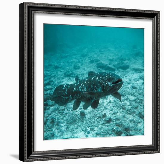 Coelacanth Fish-Peter Scoones-Framed Premium Photographic Print