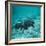 Coelacanth Fish-Peter Scoones-Framed Premium Photographic Print