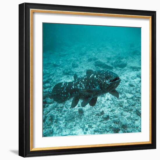 Coelacanth Fish-Peter Scoones-Framed Premium Photographic Print