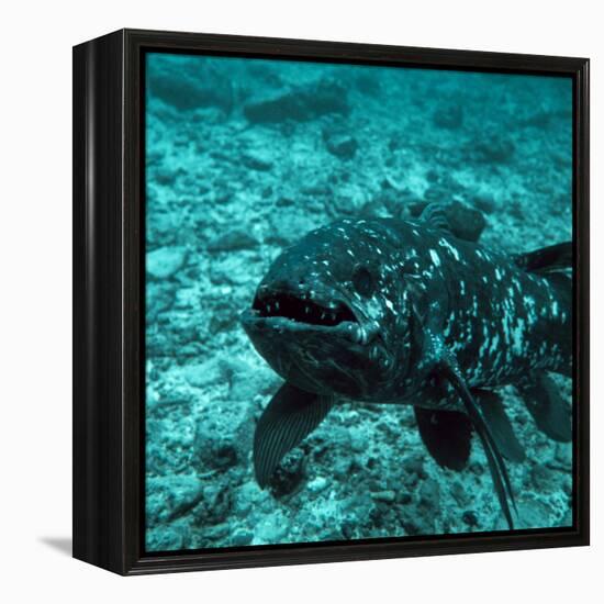 Coelacanth Fish-Peter Scoones-Framed Premier Image Canvas