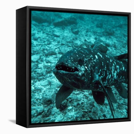 Coelacanth Fish-Peter Scoones-Framed Premier Image Canvas