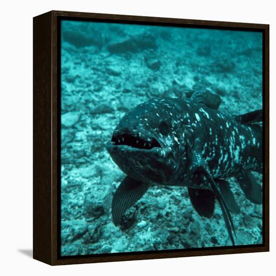 Coelacanth Fish-Peter Scoones-Framed Premier Image Canvas