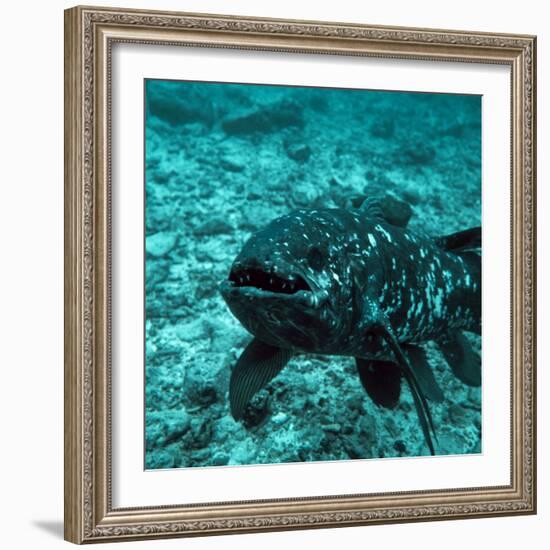 Coelacanth Fish-Peter Scoones-Framed Premium Photographic Print