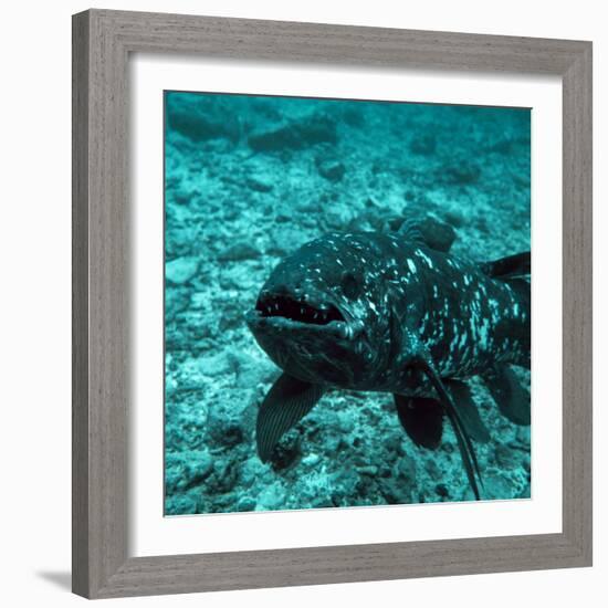 Coelacanth Fish-Peter Scoones-Framed Premium Photographic Print