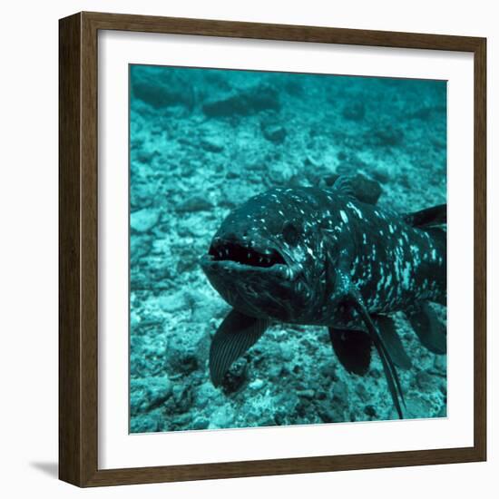 Coelacanth Fish-Peter Scoones-Framed Premium Photographic Print