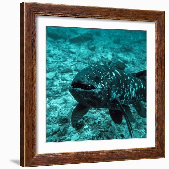 Coelacanth Fish-Peter Scoones-Framed Premium Photographic Print