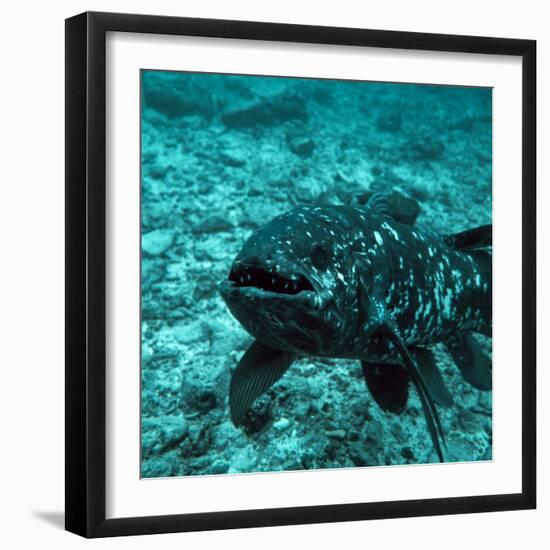 Coelacanth Fish-Peter Scoones-Framed Premium Photographic Print