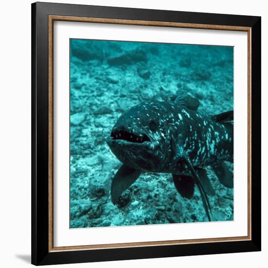 Coelacanth Fish-Peter Scoones-Framed Premium Photographic Print